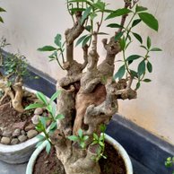 Detail Bonsai Pohon Gempol Nomer 16