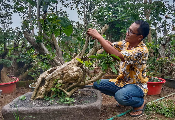 Detail Bonsai Pohon Gempol Nomer 8