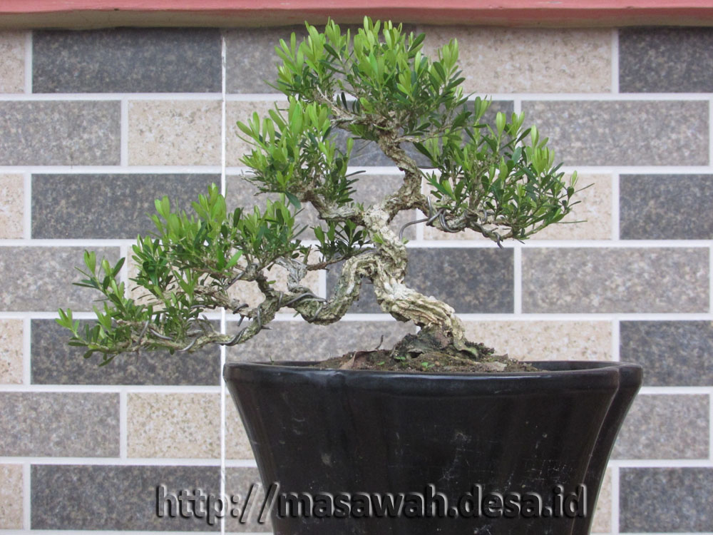 Detail Bonsai Pohon Kiara Nomer 22