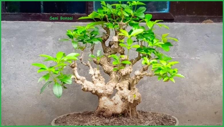 Detail Bonsai Pohon Lame Nomer 3