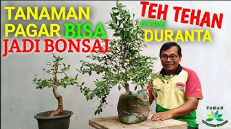 Detail Bonsai Pohon Lame Nomer 54