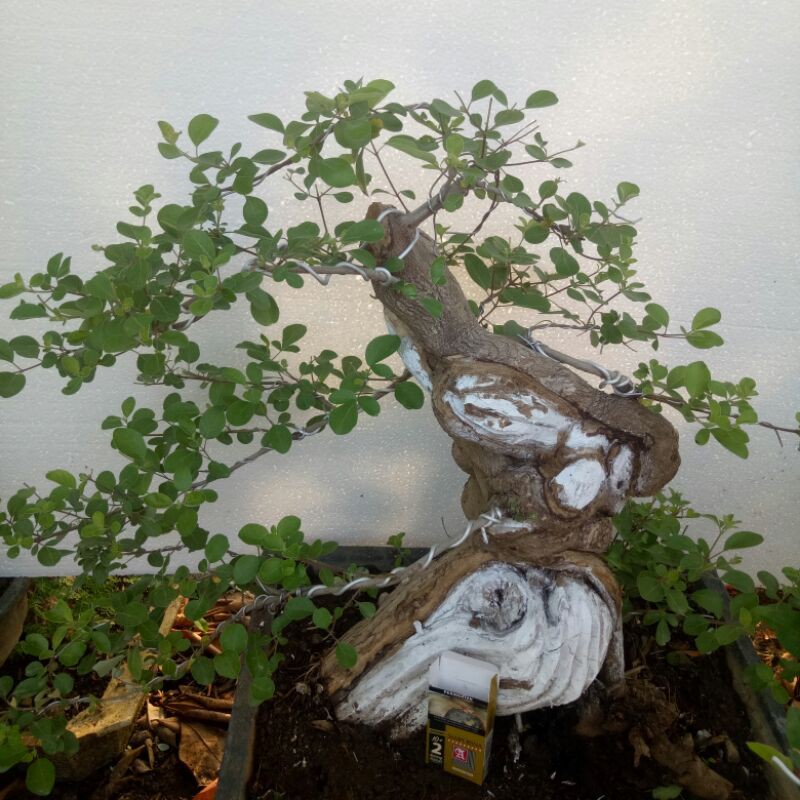 Detail Bonsai Pohon Legundi Nomer 13