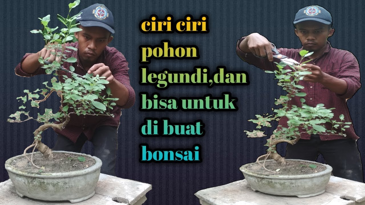 Detail Bonsai Pohon Legundi Nomer 23