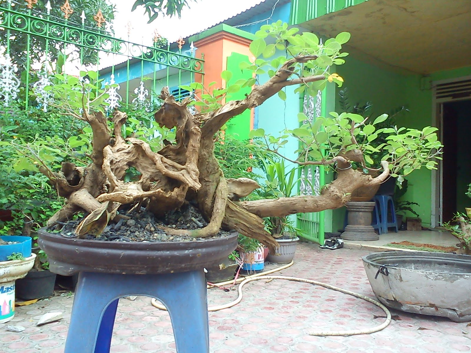 Detail Bonsai Pohon Legundi Nomer 44