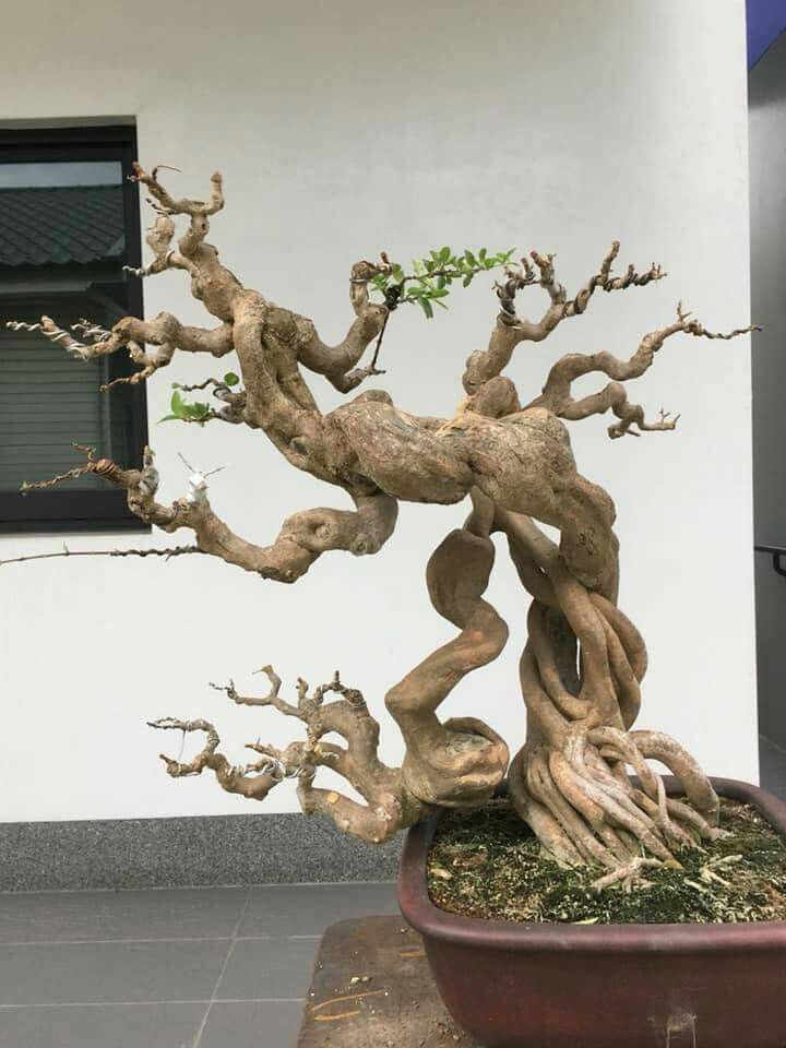 Detail Bonsai Pohon Legundi Nomer 6