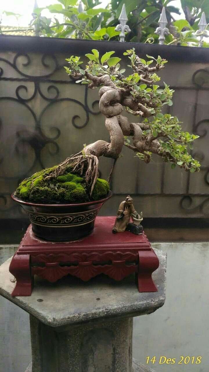 Detail Bonsai Pohon Legundi Nomer 51