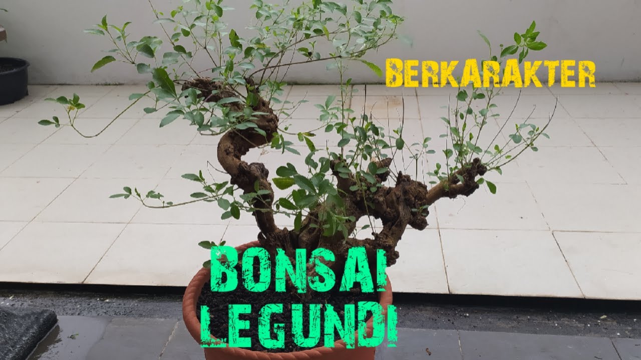 Detail Bonsai Pohon Legundi Nomer 52