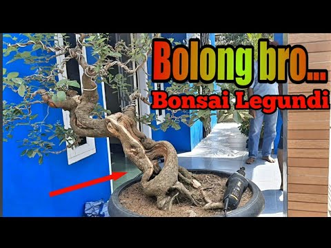 Detail Bonsai Pohon Legundi Nomer 54