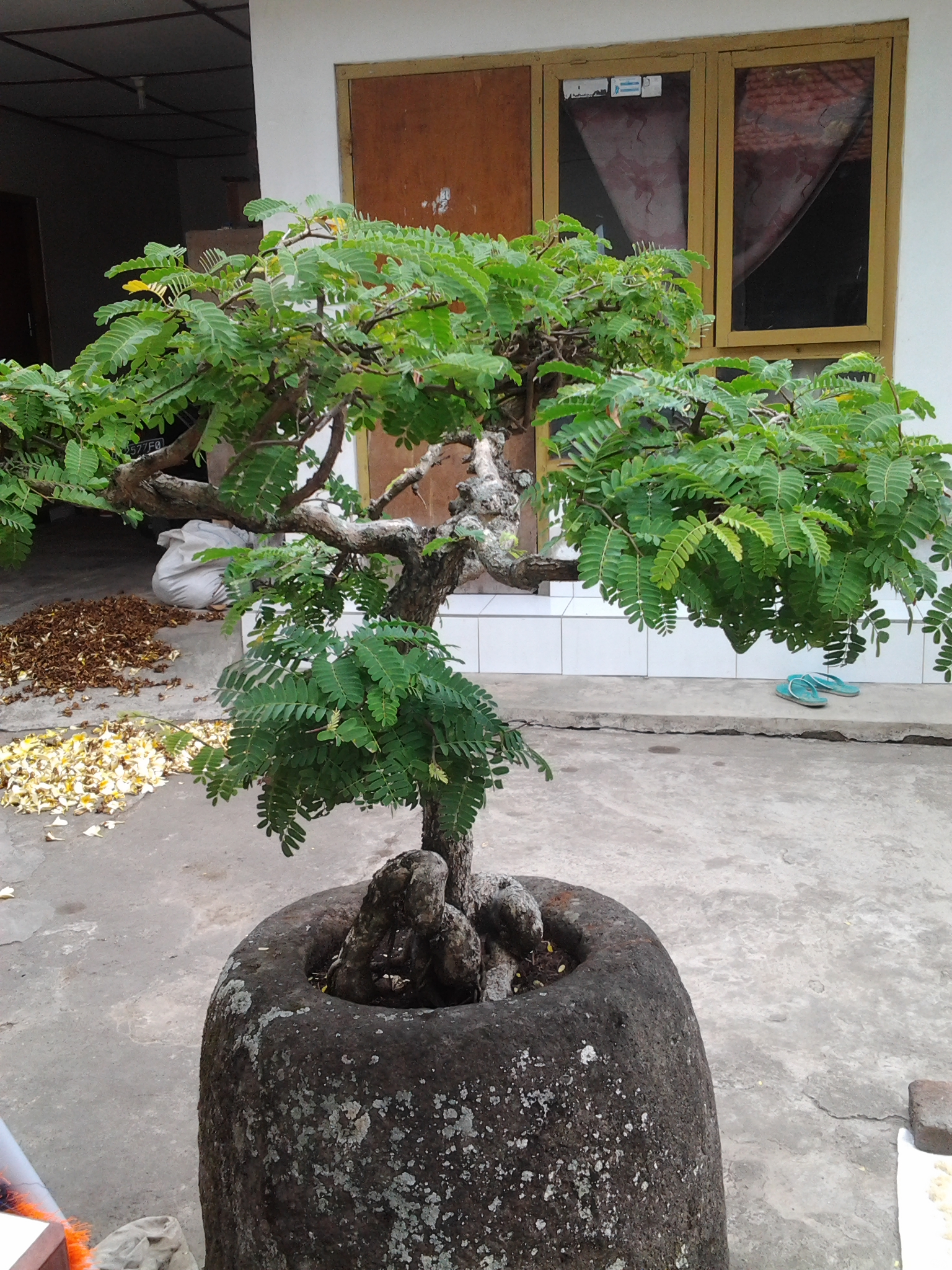 Detail Bonsai Pohon Mangga Nomer 23