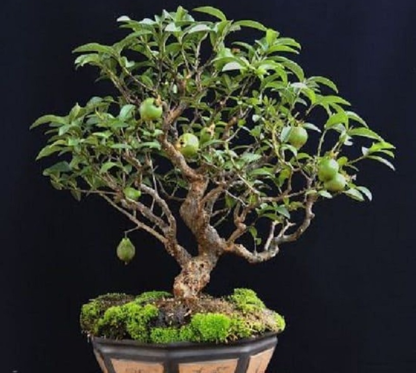 Detail Bonsai Pohon Mangga Nomer 45