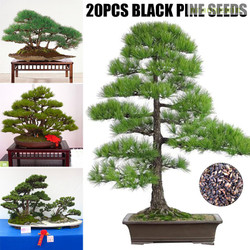 Detail Bonsai Pohon Pinus Nomer 12