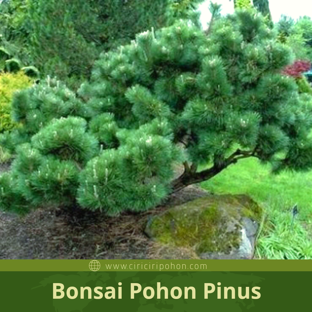 Detail Bonsai Pohon Pinus Nomer 14