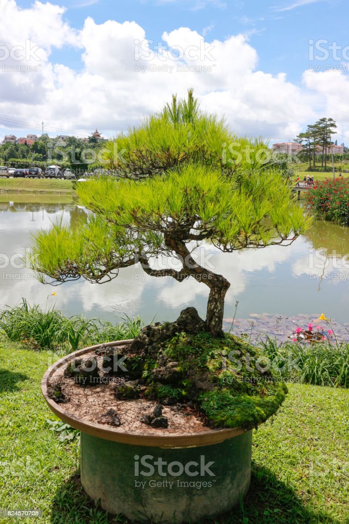 Detail Bonsai Pohon Pinus Nomer 16