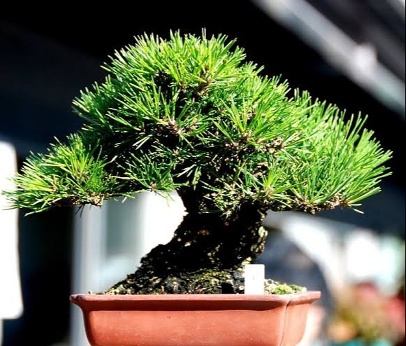 Detail Bonsai Pohon Pinus Nomer 19