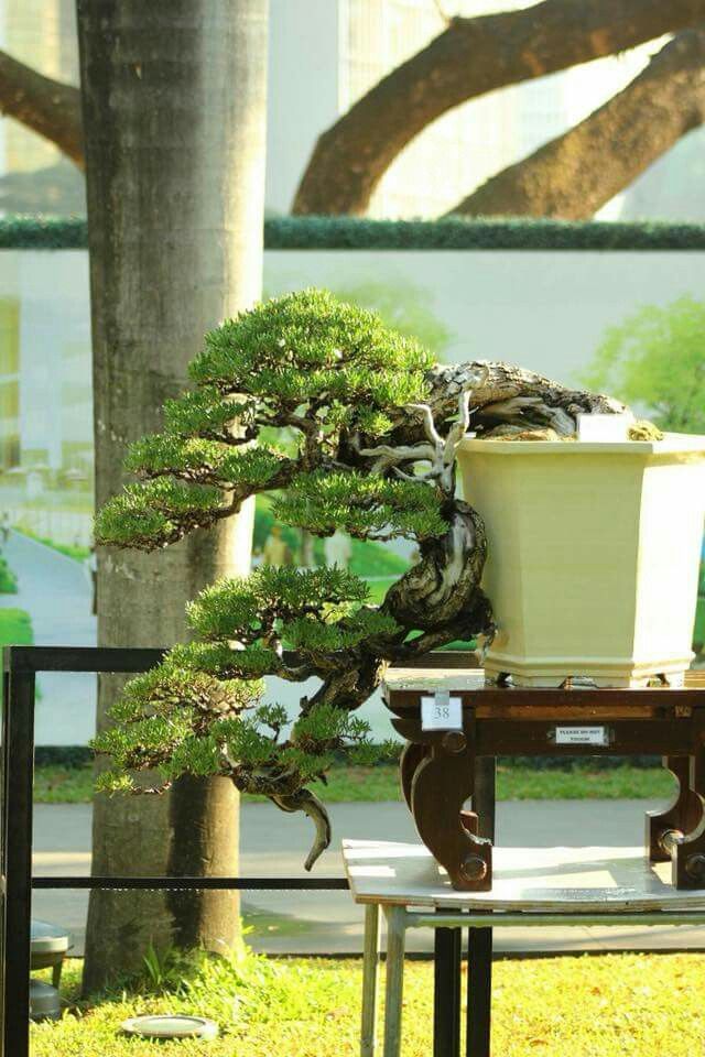 Detail Bonsai Pohon Pinus Nomer 26