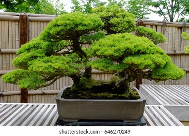 Detail Bonsai Pohon Pinus Nomer 4