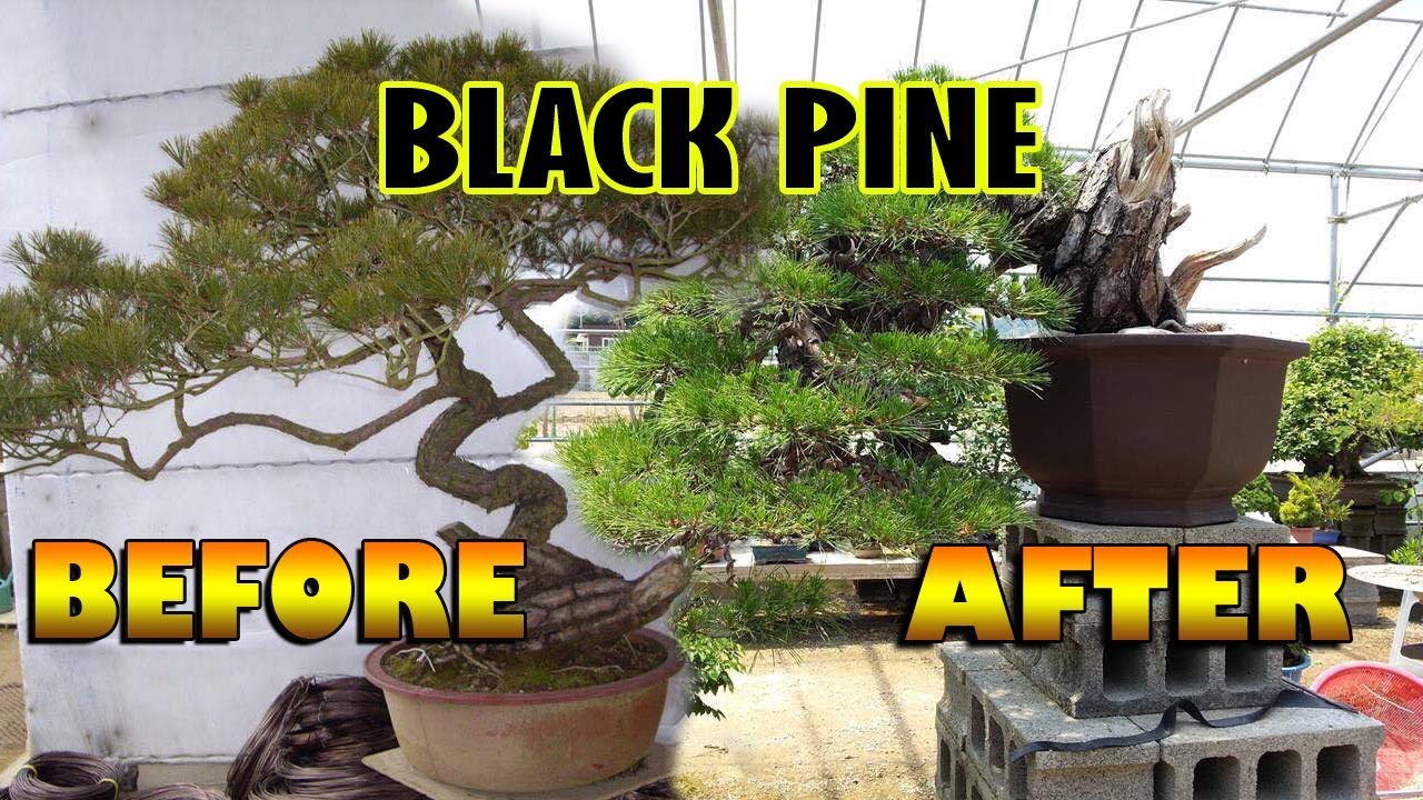 Detail Bonsai Pohon Pinus Nomer 32