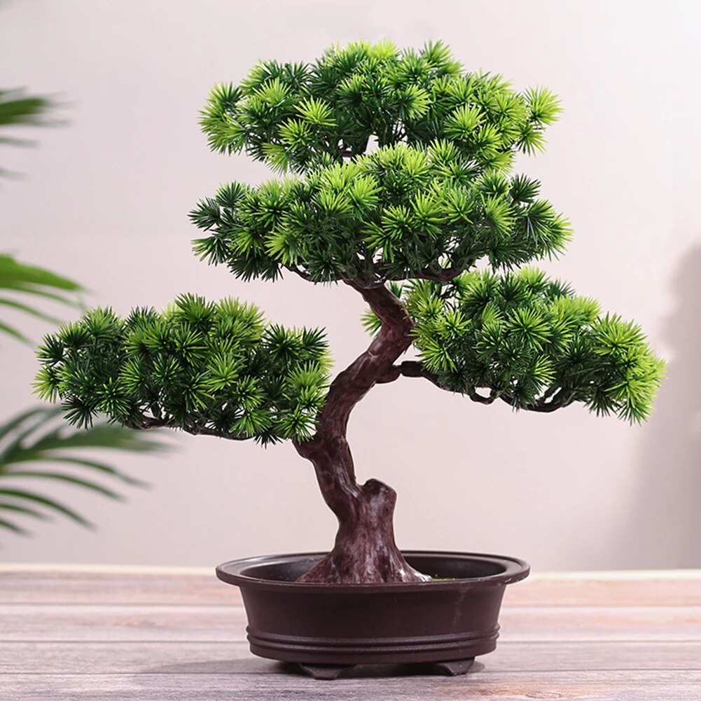 Detail Bonsai Pohon Pinus Nomer 35