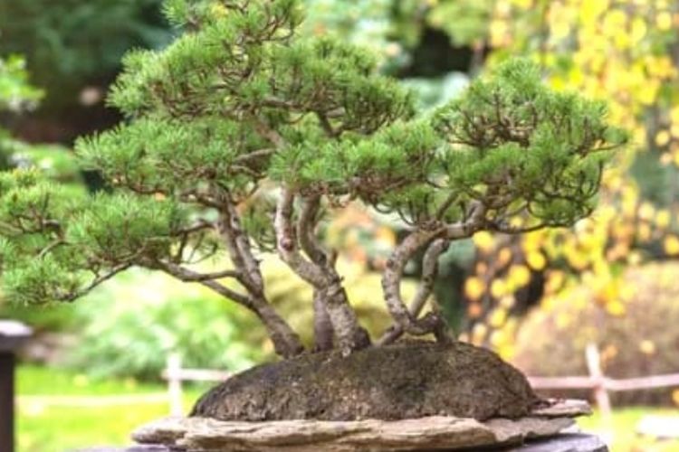 Detail Bonsai Pohon Pinus Nomer 36