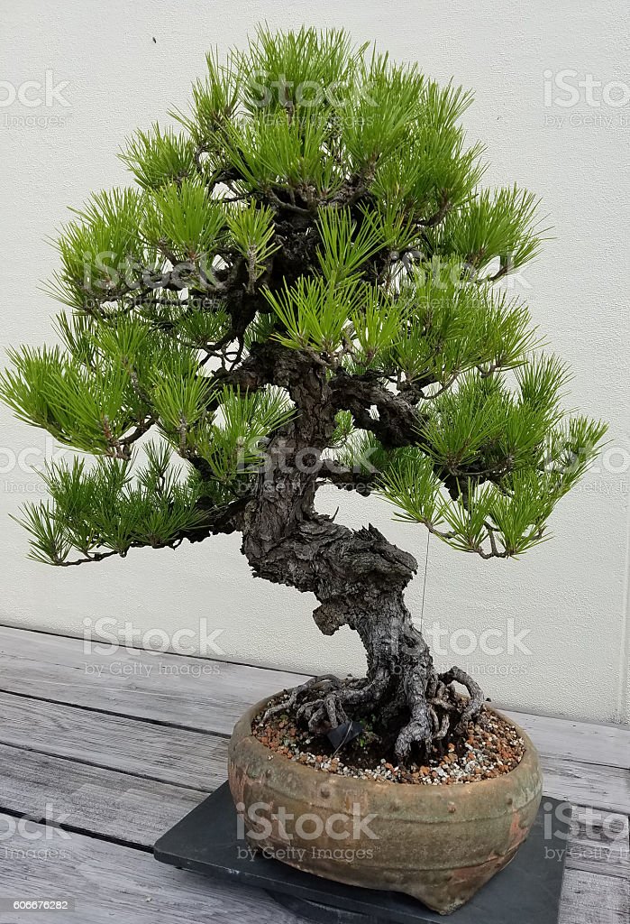 Detail Bonsai Pohon Pinus Nomer 51