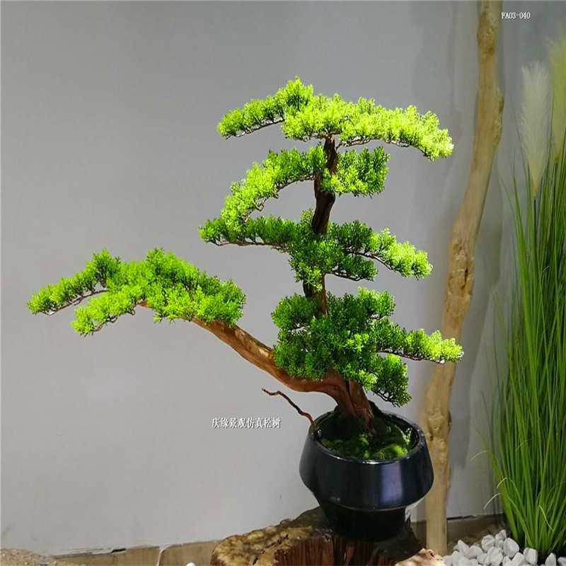 Detail Bonsai Pohon Pinus Nomer 55