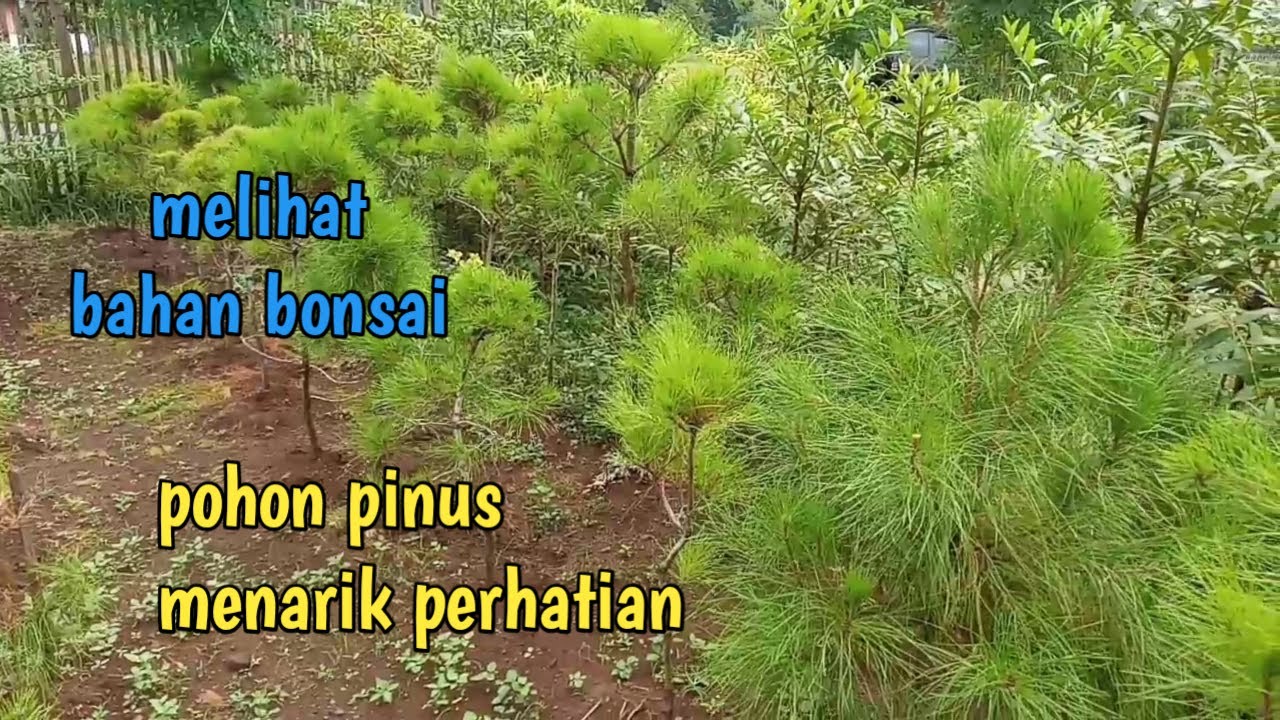 Detail Bonsai Pohon Pinus Nomer 56