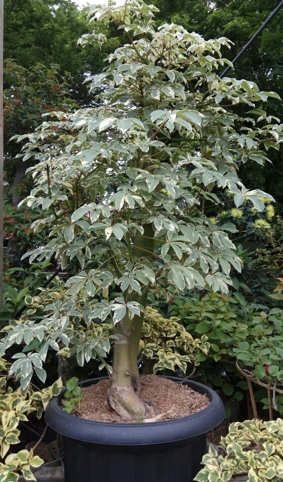 Bonsai Pohon Randu - KibrisPDR