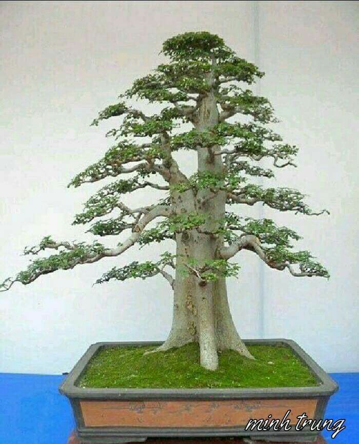 Detail Bonsai Pohon Randu Nomer 2