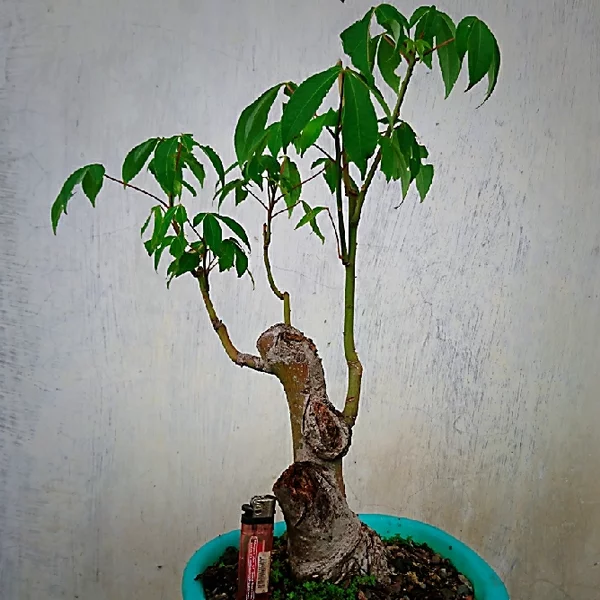 Download Bonsai Pohon Randu Nomer 11