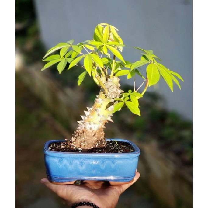 Detail Bonsai Pohon Randu Nomer 25