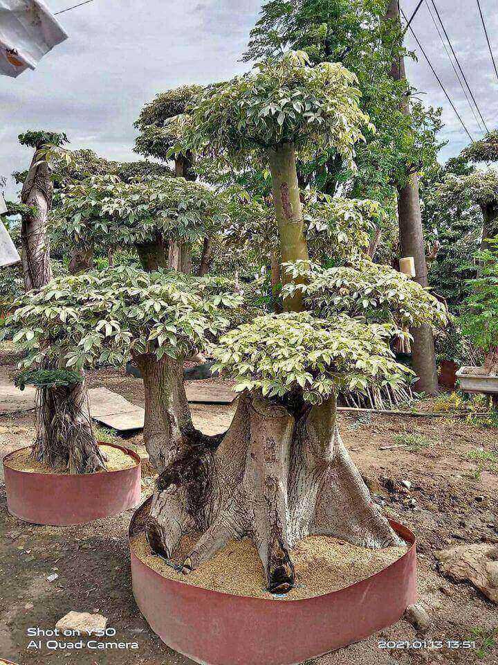 Detail Bonsai Pohon Randu Nomer 7