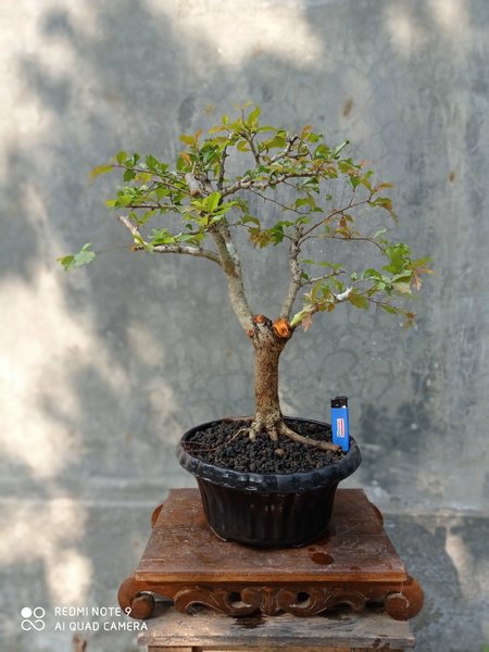 Detail Bonsai Pohon Rukem Nomer 30