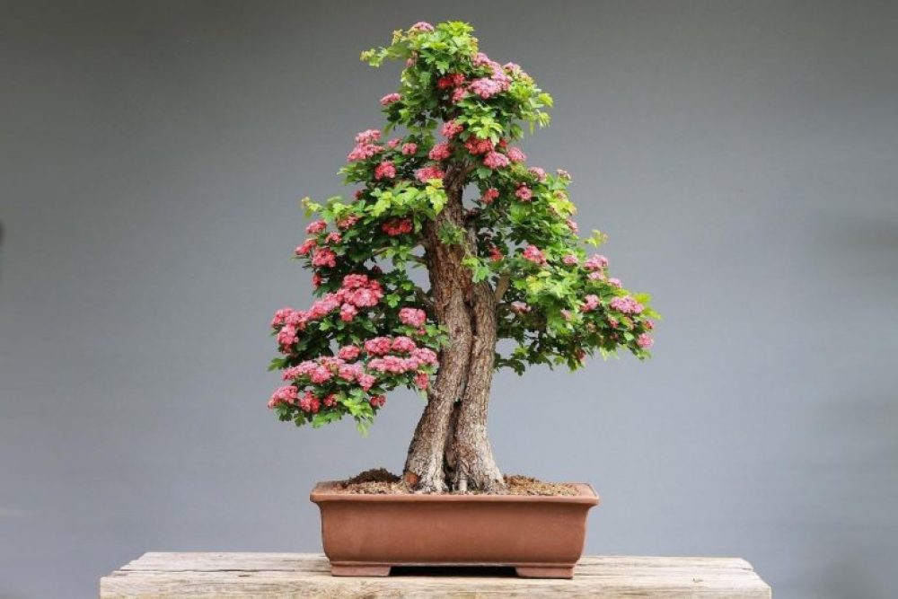 Detail Bonsai Pohon Talok Nomer 21