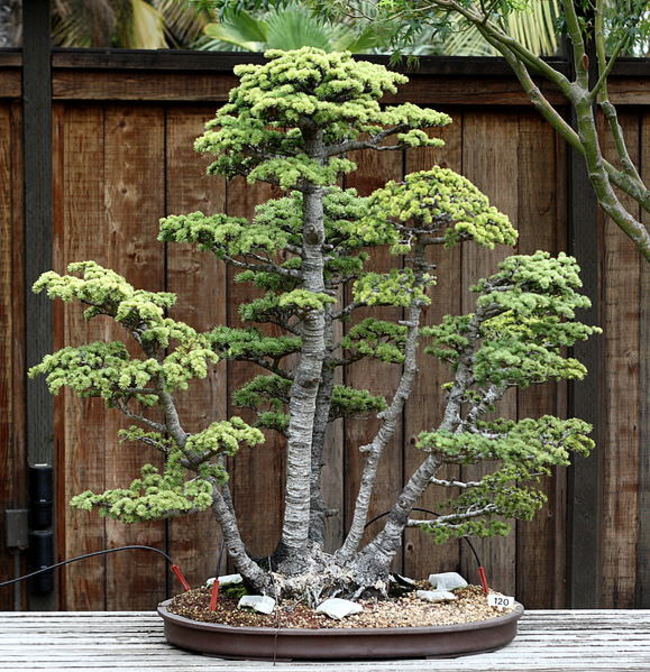 Detail Bonsai Pohon Talok Nomer 23