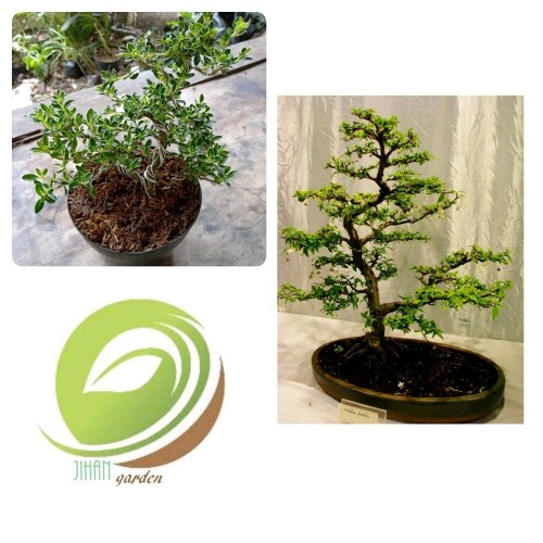 Detail Bonsai Pohon Talok Nomer 31