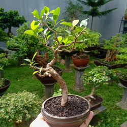 Detail Bonsai Pohon Talok Nomer 43