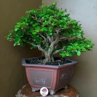 Detail Bonsai Pohon Talok Nomer 47