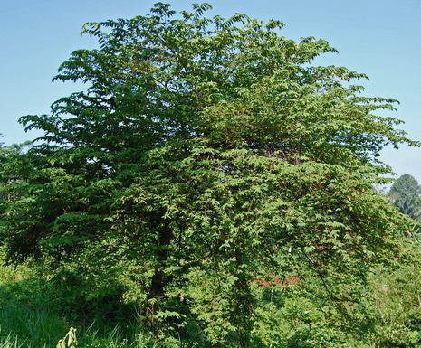 Detail Bonsai Pohon Talok Nomer 50
