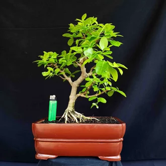 Detail Bonsai Pohon Talok Nomer 7