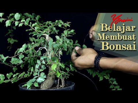 Detail Bonsai Rukem Liar Nomer 26