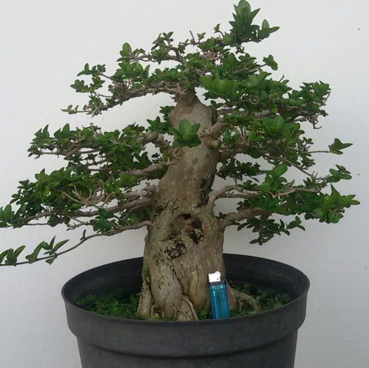 Bonsai Sancang Besar - KibrisPDR