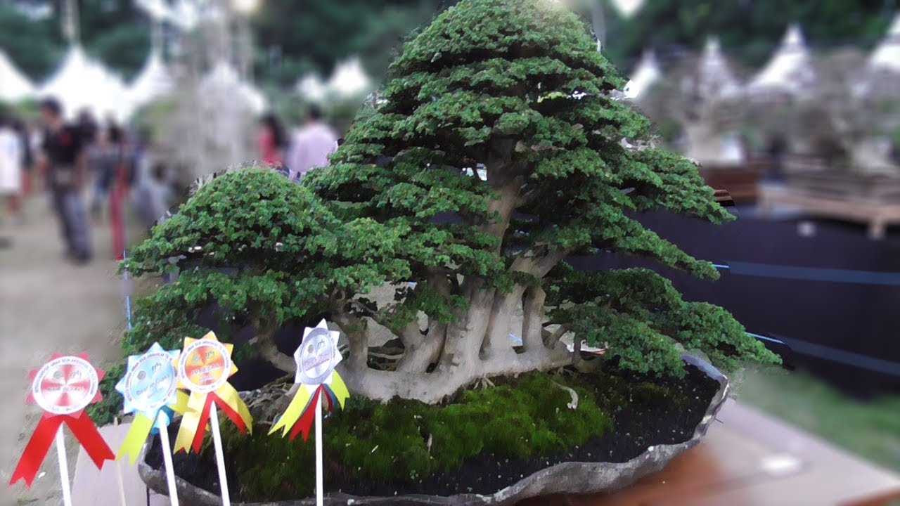 Detail Bonsai Sancang Besar Nomer 2