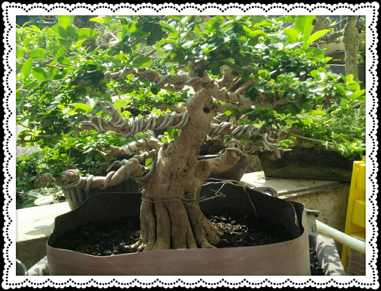 Detail Bonsai Sancang Besar Nomer 26