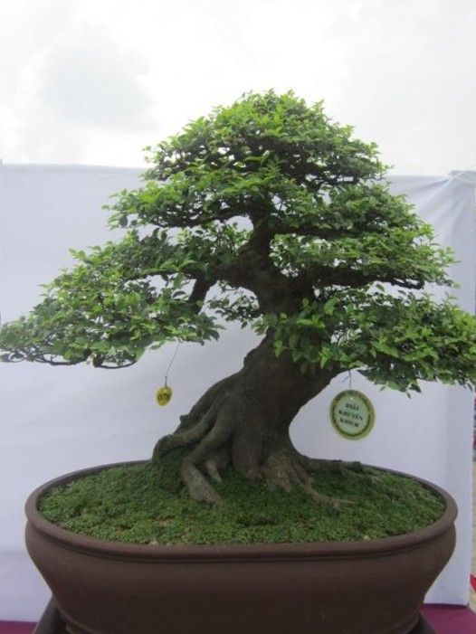 Detail Bonsai Sancang Besar Nomer 31