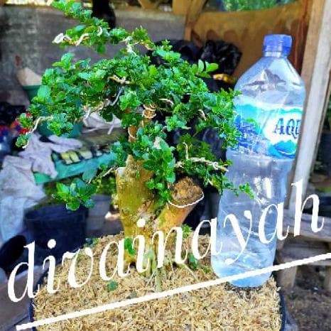 Detail Bonsai Sancang Besar Nomer 32