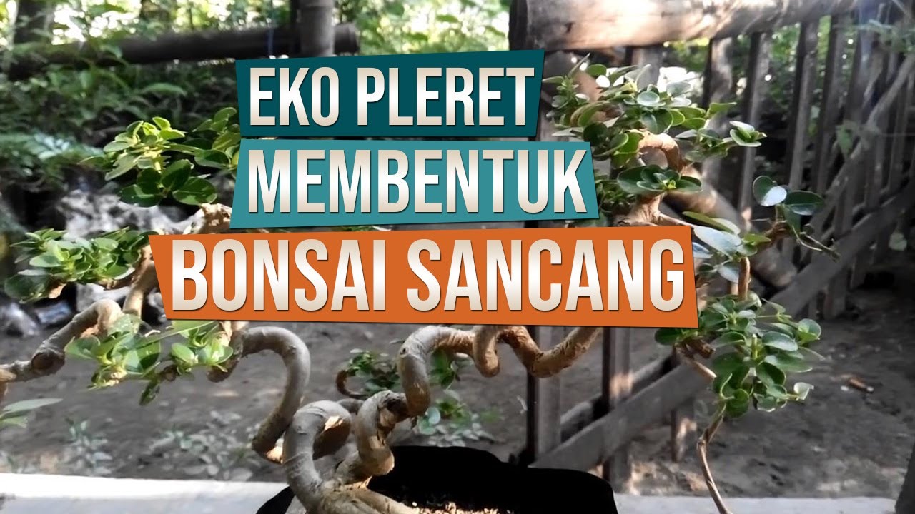 Detail Bonsai Sancang Besar Nomer 33