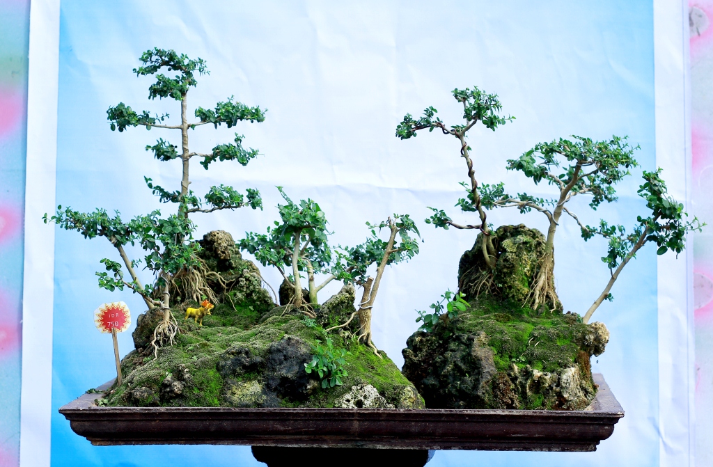 Detail Bonsai Sancang Besar Nomer 43