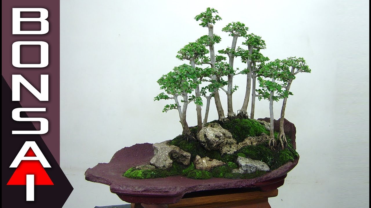 Bonsai Sancang Grouping - KibrisPDR