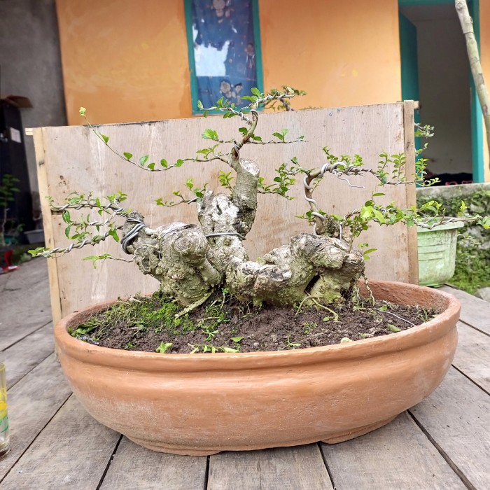 Detail Bonsai Sancang Grouping Nomer 23