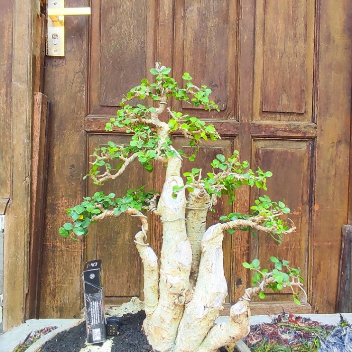 Detail Bonsai Sancang Grouping Nomer 32